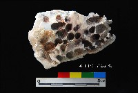 松山層真牡蠣藏品圖，第1張