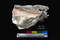 松山層真牡蠣藏品圖，第2張