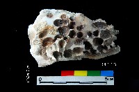 松山層真牡蠣藏品圖，第3張