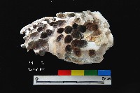 松山層真牡蠣藏品圖，第4張