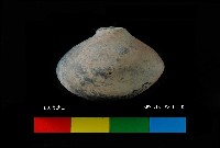 芝山岩文化陶紡輪藏品圖，第2張