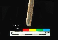 芝山岩文化骨尖器藏品圖，第4張