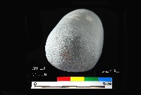 芝山岩文化石錘藏品圖，第5張