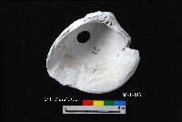 芝山岩文化穿孔大蜆藏品圖，第2張