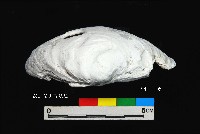 芝山岩文化穿孔大蜆藏品圖，第3張