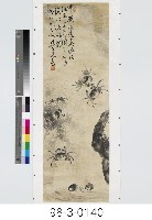 螃蟹水草藏品圖，第1張