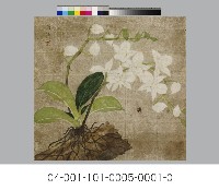 膠彩蘭花藏品圖，第1張
