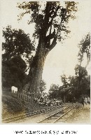 高玉樹家族高義芳(江山樓)-0041藏品圖，第1張