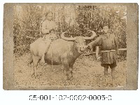 牧牛藏品圖，第1張