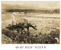 農耕水牛藏品圖，第1張