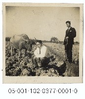 農耕水牛藏品圖，第1張