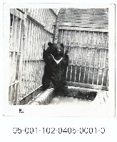 （臺灣黑熊-籠內）藏品圖，第1張