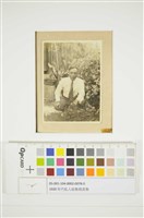 庭院裡的雛菊藏品圖，第1張