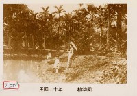 植物園藏品圖，第1張