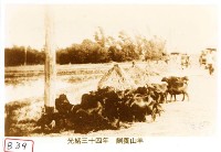 飼養山羊藏品圖，第1張