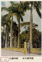 臺北植物園藏品圖，第1張