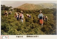 閩南婦女採茶藏品圖，第1張