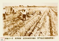 蔗苗栽植藏品圖，第1張