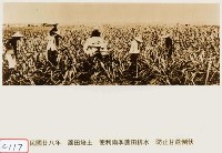 蔗田培土藏品圖，第1張