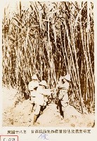 甘蔗採收前先作產量預估及濃度檢定藏品圖，第1張