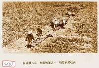 甘蔗輸運之一 舖設簡易軌道藏品圖，第1張