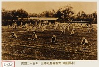 公學校農業教育(東園國小)藏品圖，第1張