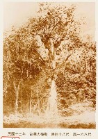 臺灣樟樹藏品圖，第1張