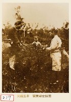 閩南婦女採茶藏品圖，第1張