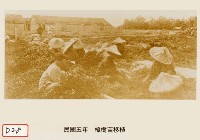 樟樹苗移植藏品圖，第1張