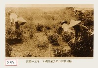 木柵茶葉公司作剪枝試驗藏品圖，第1張