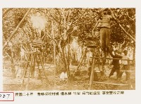 昔時採收柑橘藏品圖，第1張