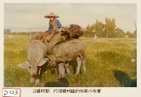 吟唱農村的快樂小牧童藏品圖，第1張