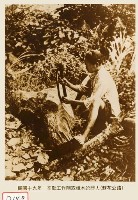 辛勤工作削取樟木的婦人藏品圖，第1張