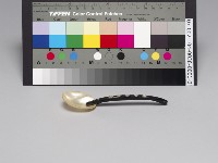 日據時期醫用珍珠貝勺藏品圖，第1張