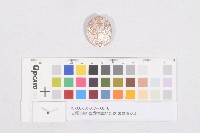 支那事變-臺灣從軍紀念會會員徽章組藏品圖，第1張