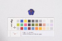 臺灣總督府勤行報國青年隊-隊員徽章藏品圖，第1張