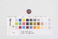 高雄州-女青年團-團員徽章藏品圖，第1張