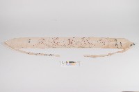 官幣大社臺灣神社-(御守)-千人針藏品圖，第1張