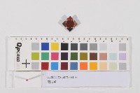 體力章藏品圖，第1張