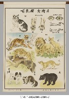 動物分類掛圖藏品圖，第4張
