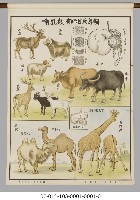 動物分類掛圖藏品圖，第5張