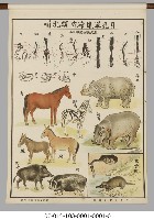 動物分類掛圖藏品圖，第6張