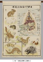 動物分類掛圖藏品圖，第7張