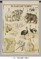 動物分類掛圖藏品圖，第9張