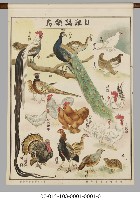 動物分類掛圖藏品圖，第10張