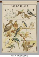 動物分類掛圖藏品圖，第12張