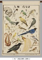 動物分類掛圖藏品圖，第13張