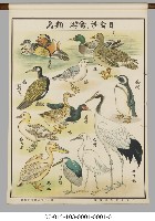 動物分類掛圖藏品圖，第14張