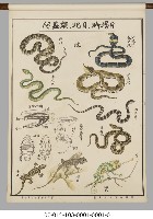 動物分類掛圖藏品圖，第15張