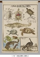 動物分類掛圖藏品圖，第16張